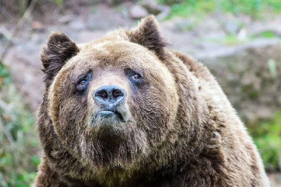 Beautiful Background of Grizzly Bear for Social Media Profile