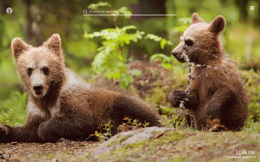 Beautiful and unique background photo of brown bear cubs HD