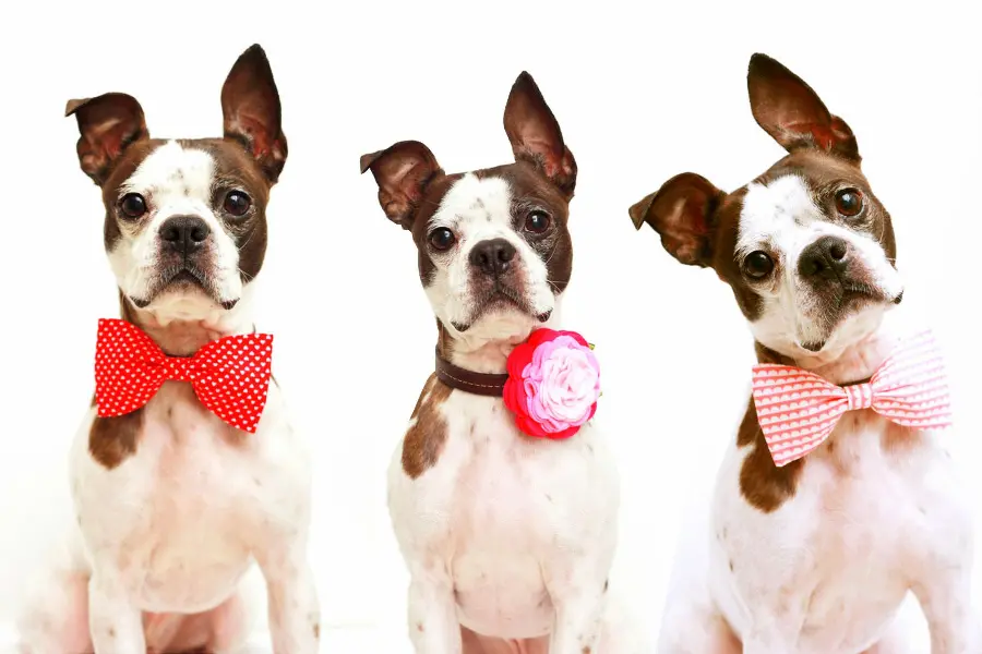 Free download of cute dog backgrounds for Valentine's