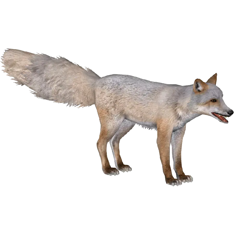 The Most Attractive Real Fox Images in .png Format PNG