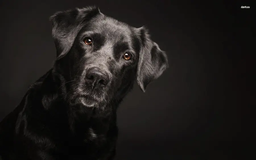 Awesome wallpaper of a black Labrador Retriever
