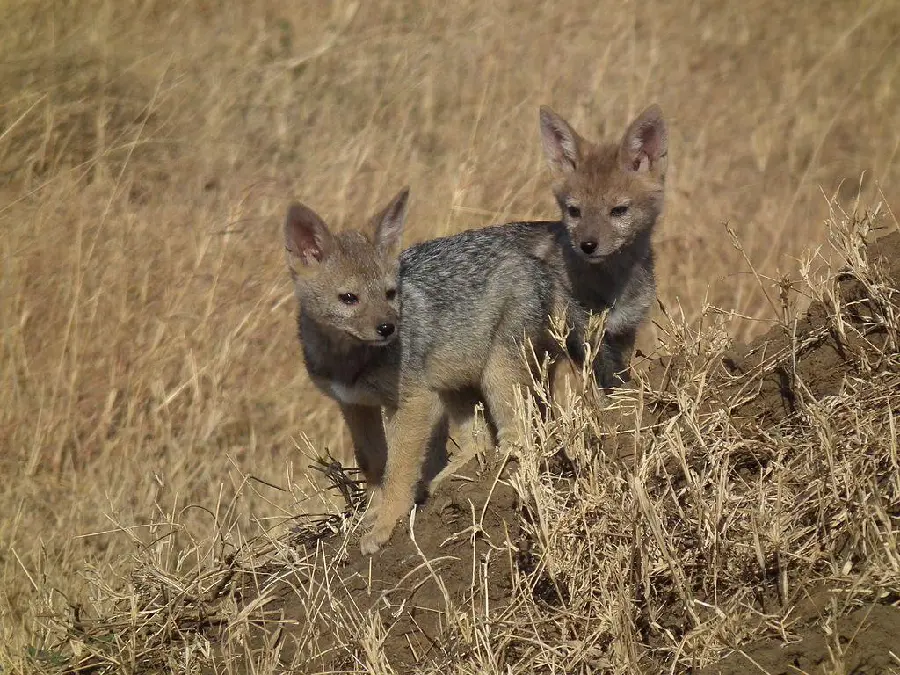Download Free Jackal Background in the Wild
