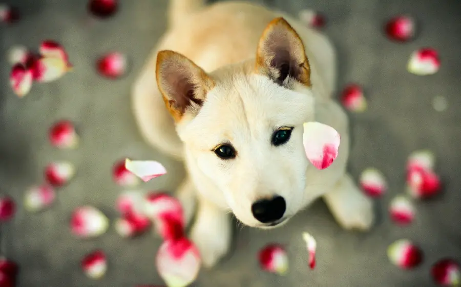 Best quality dog ​​wallpaper for desktop