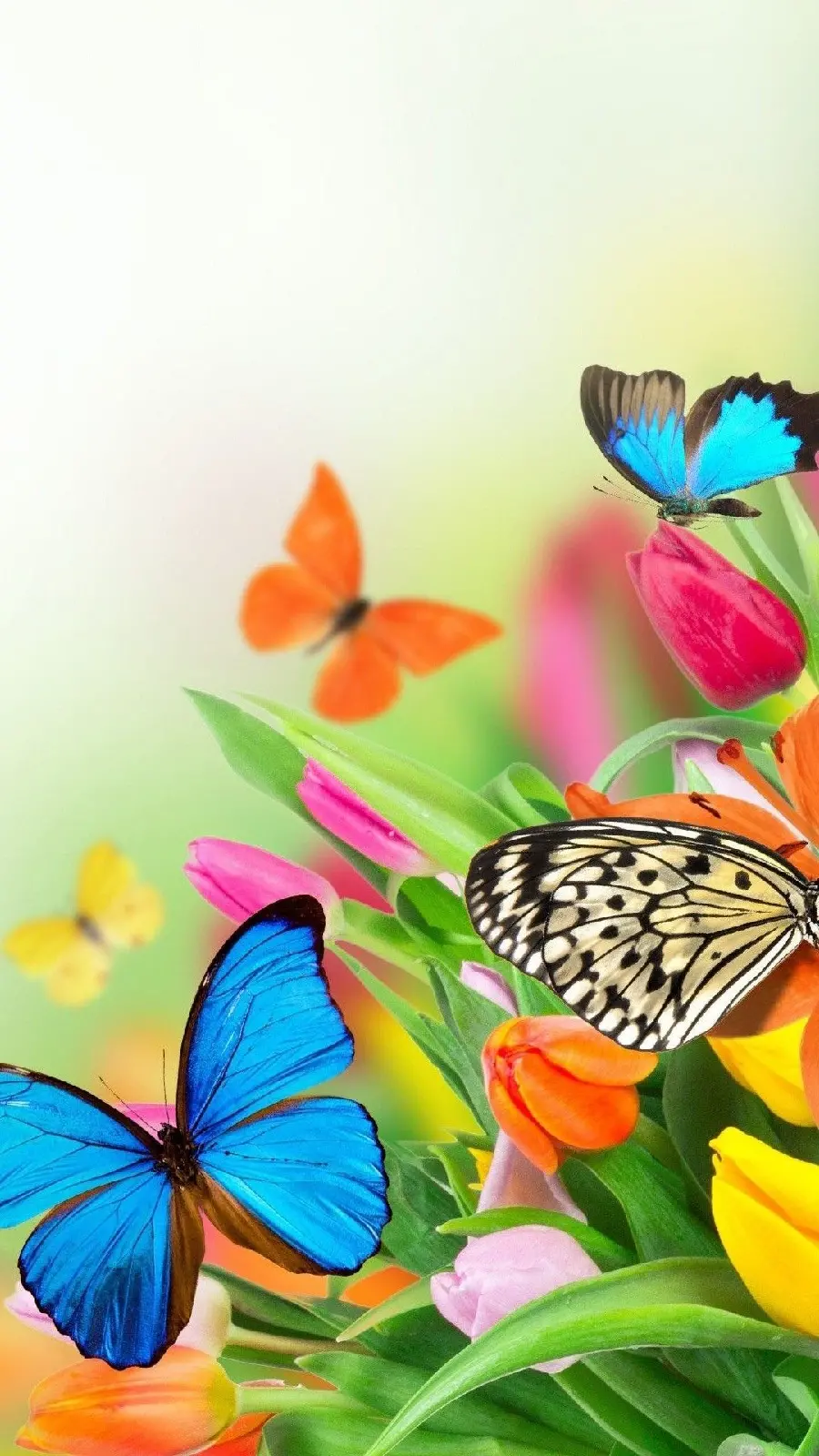 Cute colorful butterfly iPhone wallpaper
