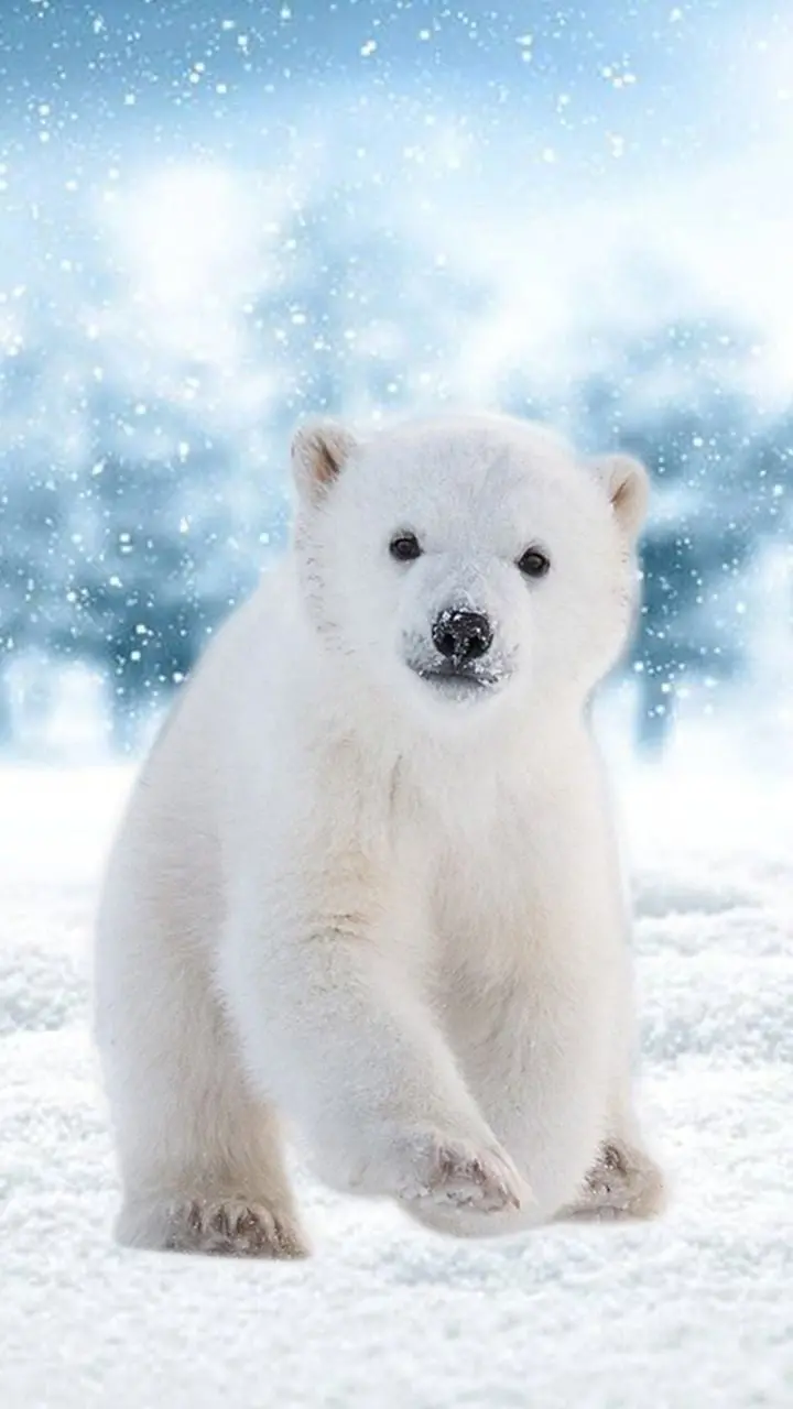 Beautiful photo of a baby polar bear for the phone lock screen