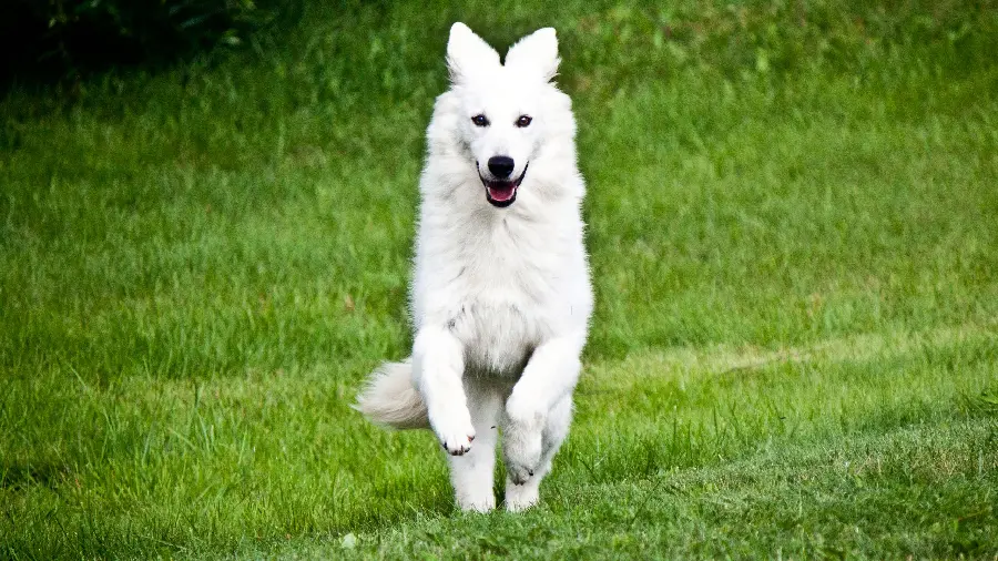 White German Shepherd Background Photo for Instagram Profile 