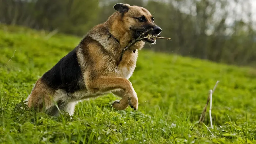 Photo of the German Shepherd Rex with special capabilities