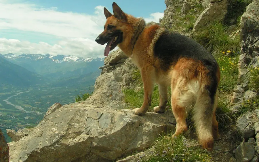 Free Download Beautiful German Shepherd Rex Dog Wallpapers