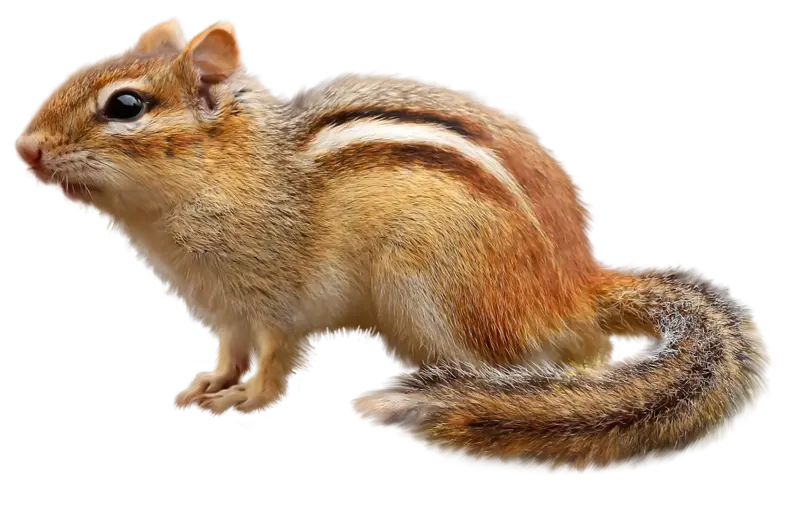 Download photos of squirrels with many colors on their skin