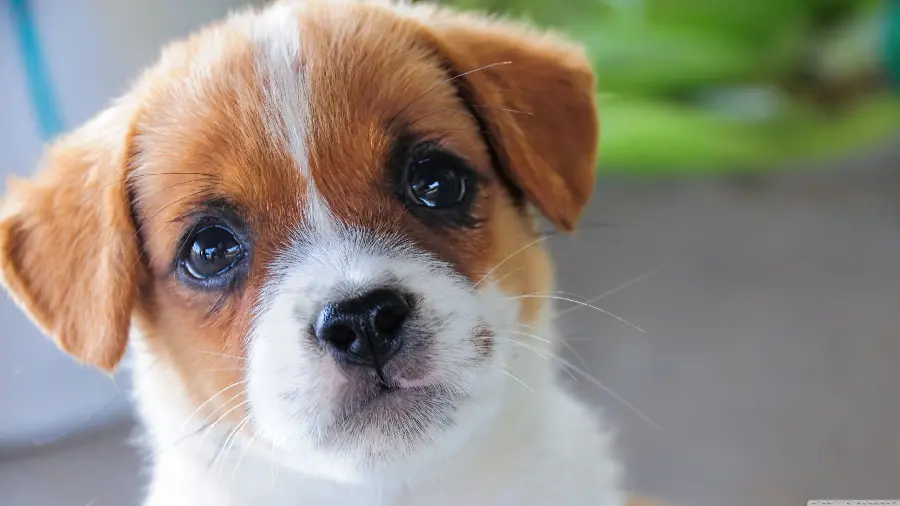Cute and cute puppy background photo in high quality 4K