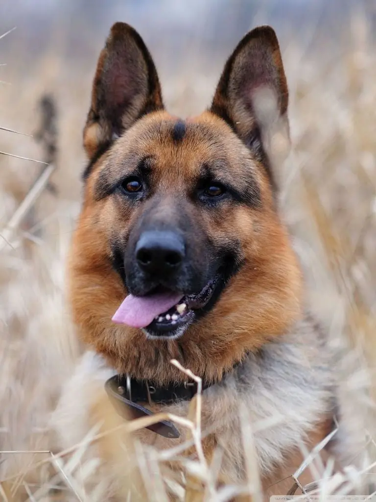 Stunning Photo of the Popular German Shepherd Dog for iPhone Background 