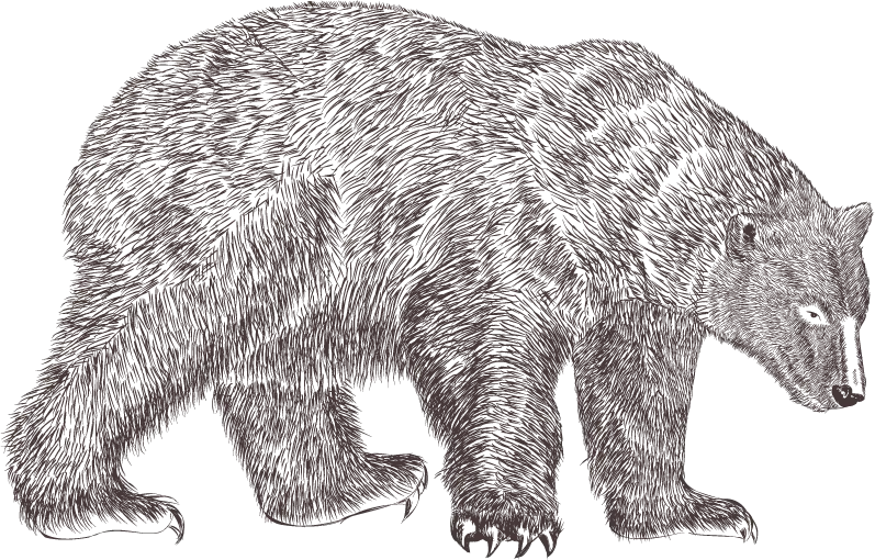 Background of a bear painting with super resolution and PNG format