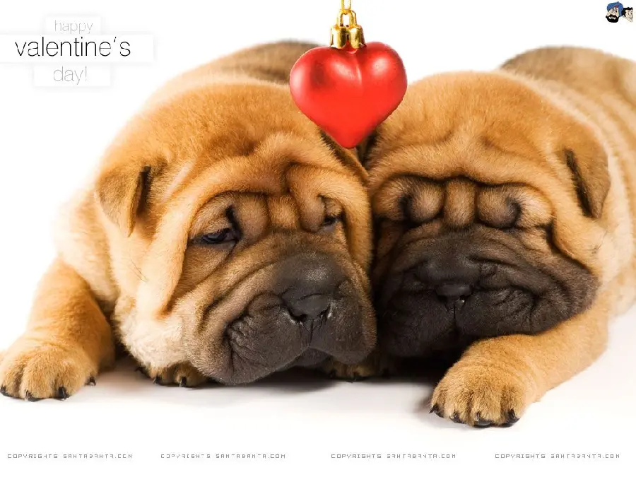 Valentine's Day wallpaper with cute Shar Pei dogs