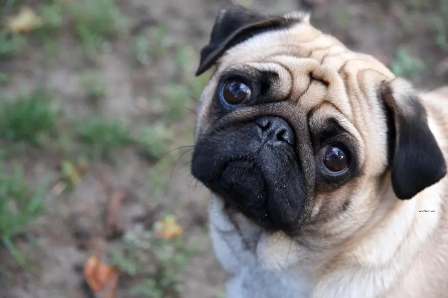 Free download of 4K backgrounds for dog and pet lovers