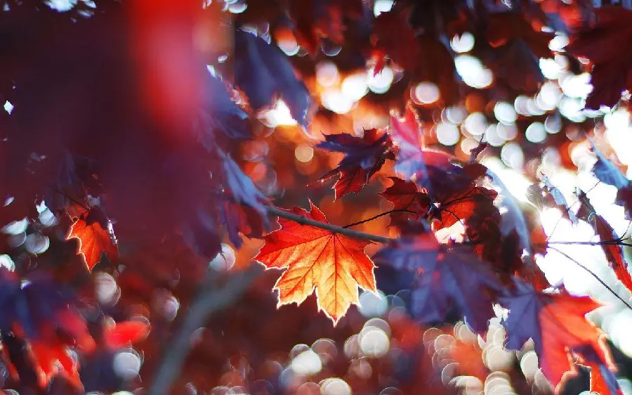Download background from the autumn season