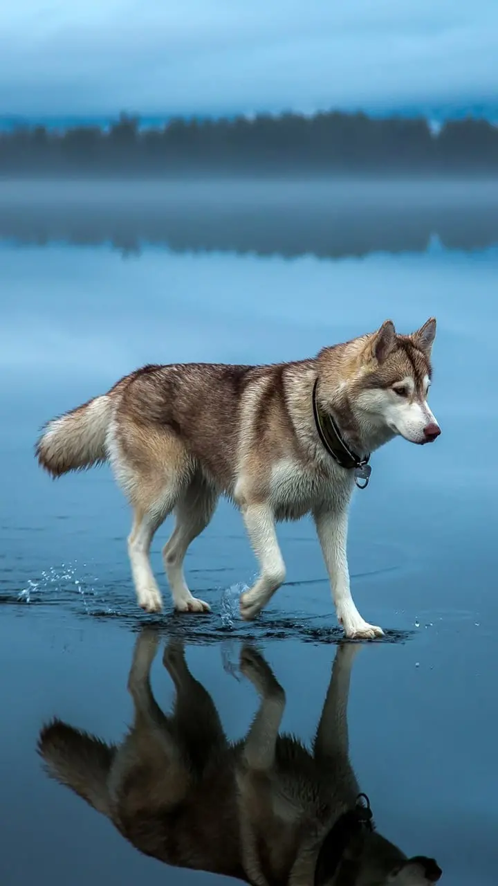 Amazing background image of Husky for phone background