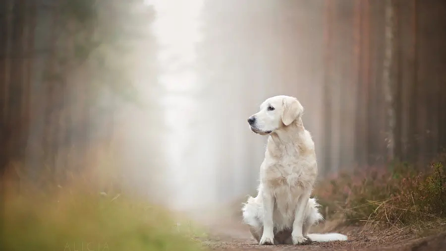 Stylish and attractive Labrador Retriever background for desktop 