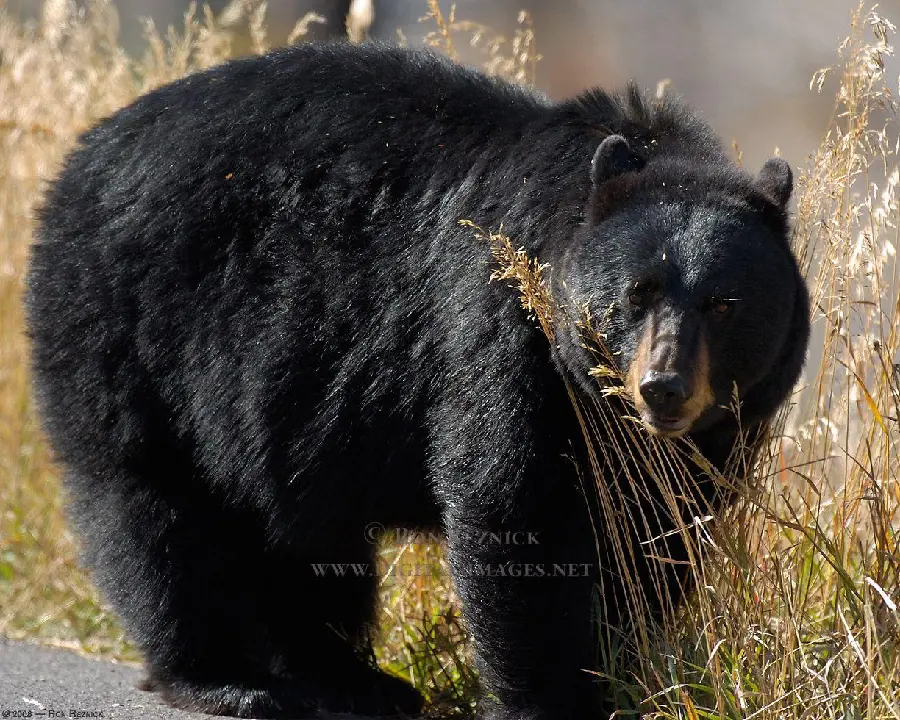 American Medium Black Bear Background HD Photo