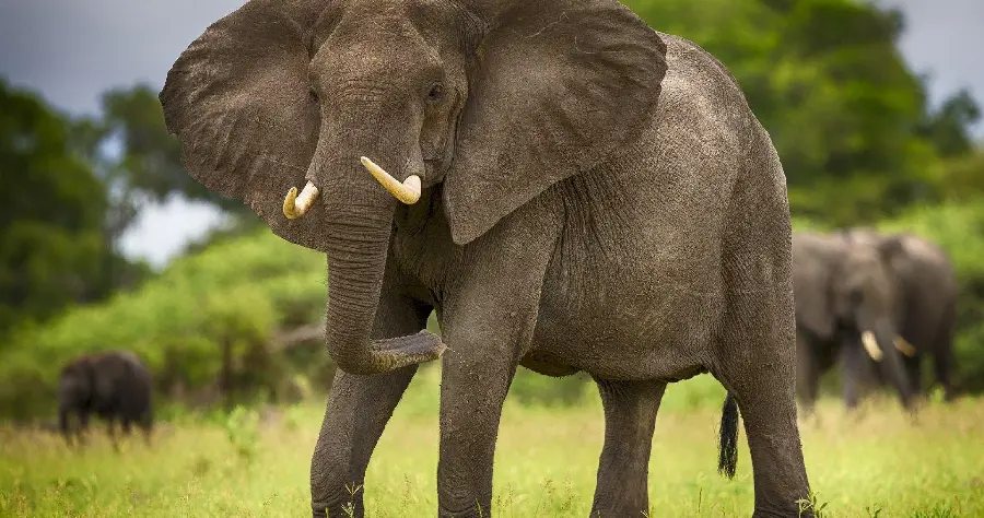 Photo taken with salt of an elephant walking alone with a herd behind him