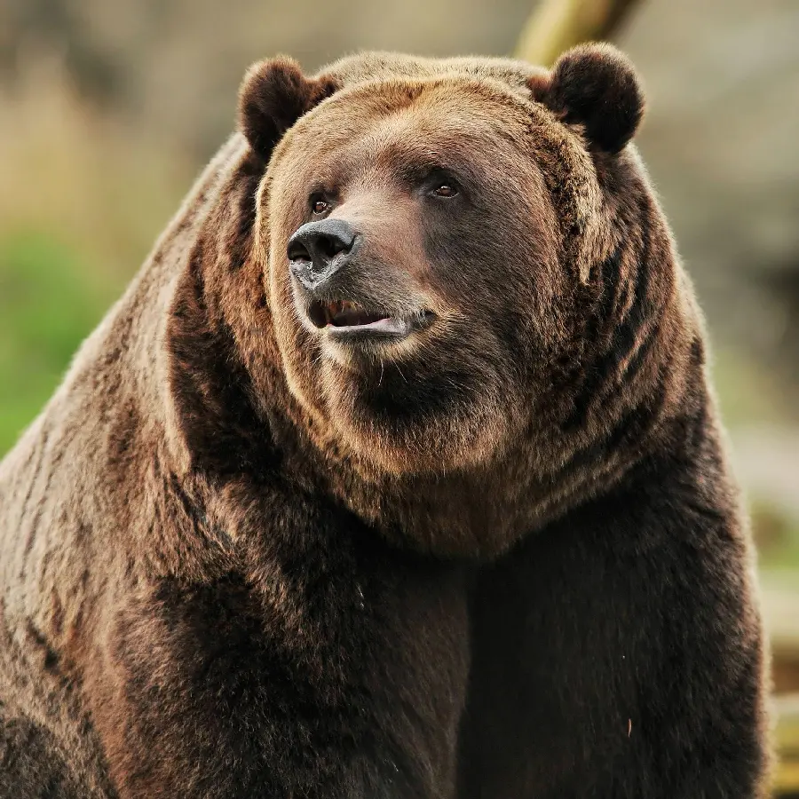 A very beautiful photo of a grizzly bear for printing a poster