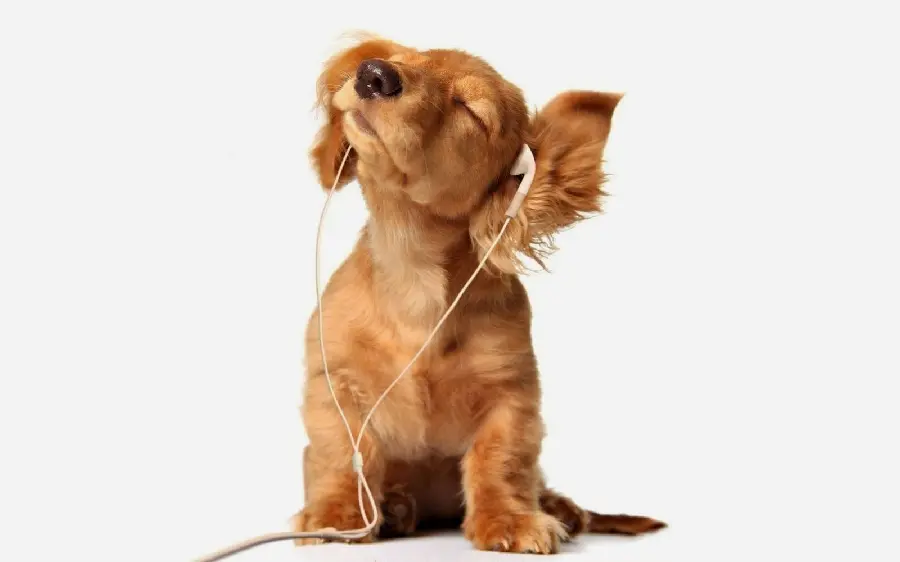 Cute Picture of a Brown Miniature Dachshund Puppy