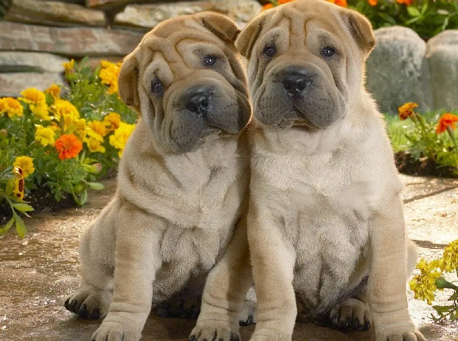 High quality Valentine dog photo for WhatsApp profile