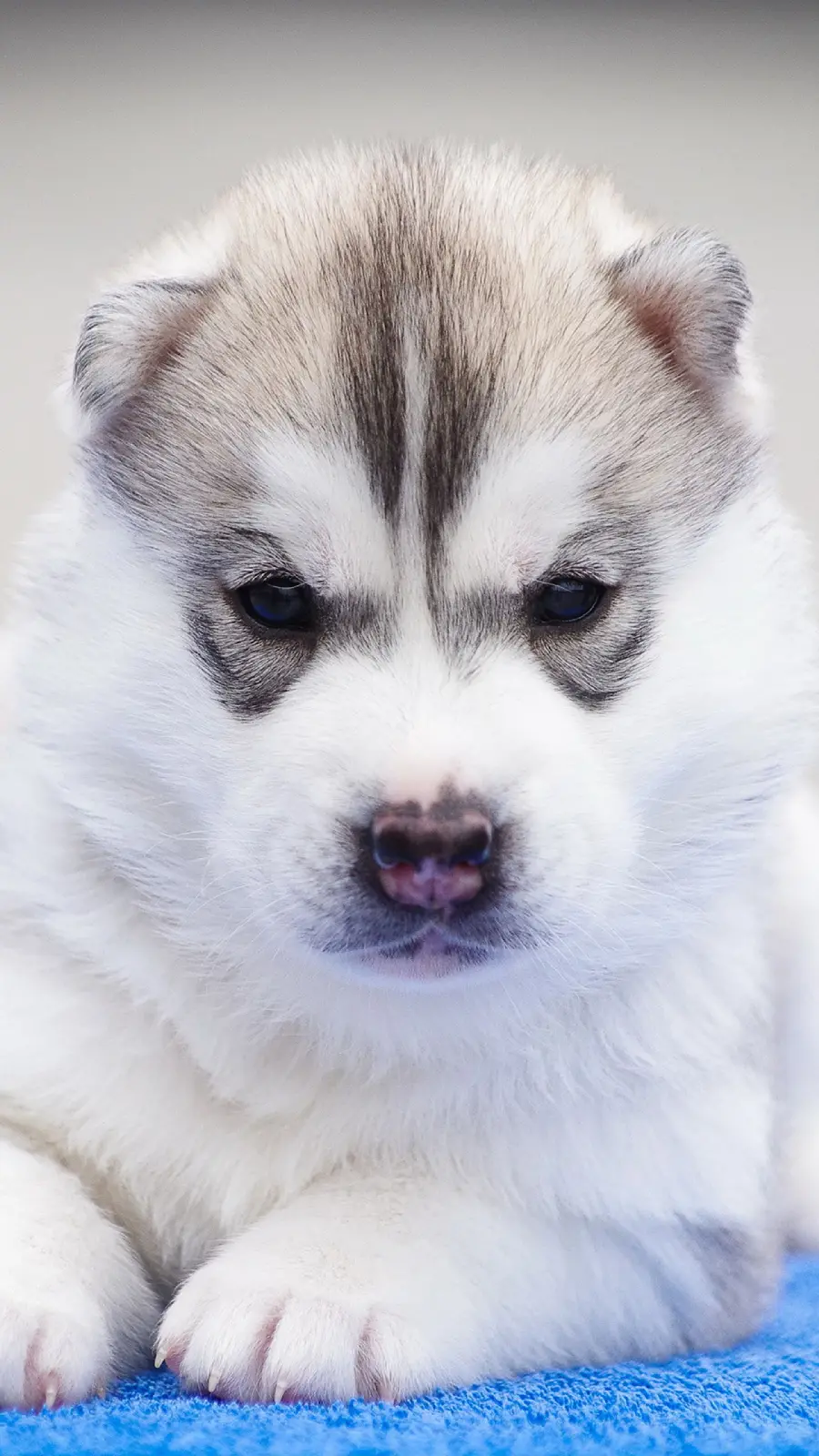 Super quality husky wallpaper for iPhone