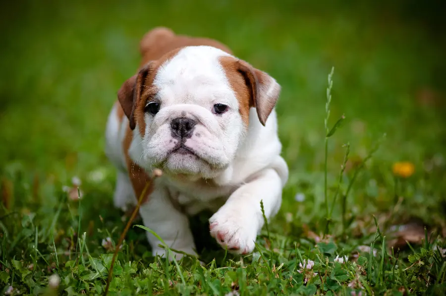 Stock photo of a muscular bulldog puppy with the best quality 4K