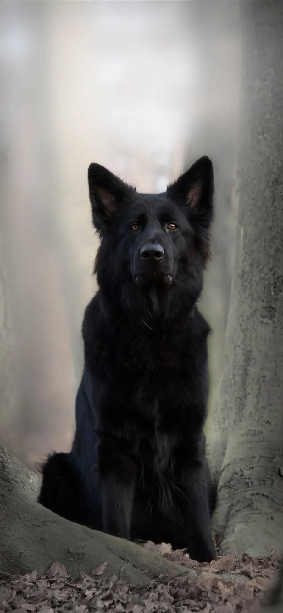 Best Edited iPhone Wallpaper Of German Shepherd