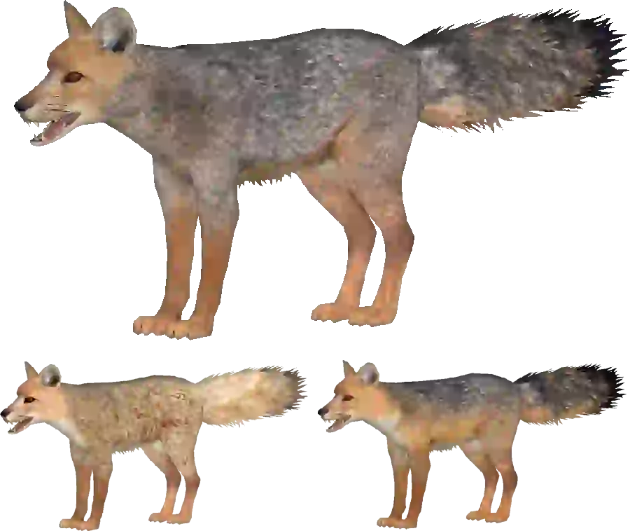 Jackal PNG wallpaper for making and editing video clips