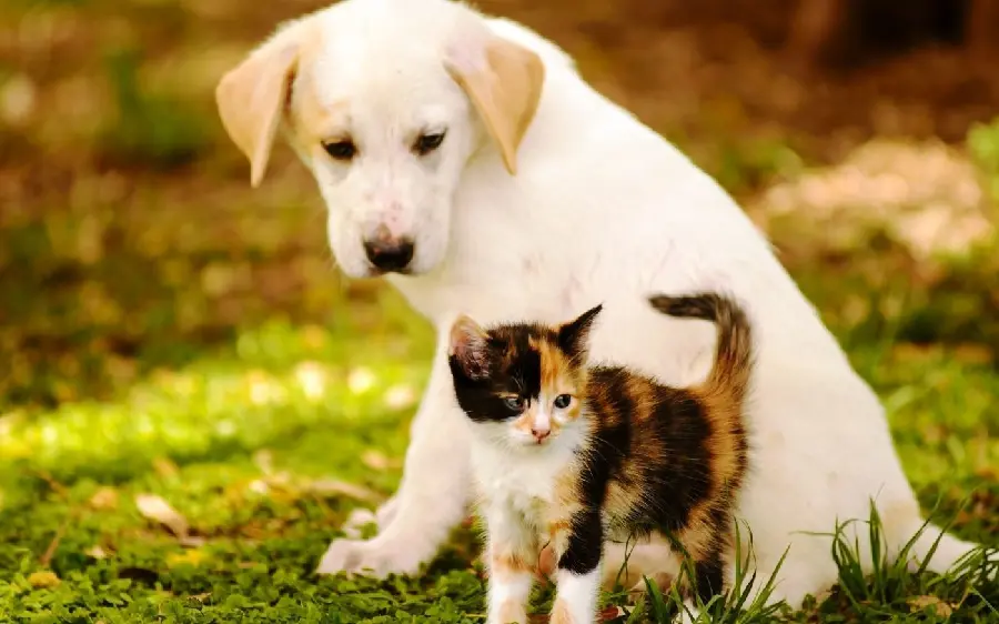 4K Dog and Kitten Background