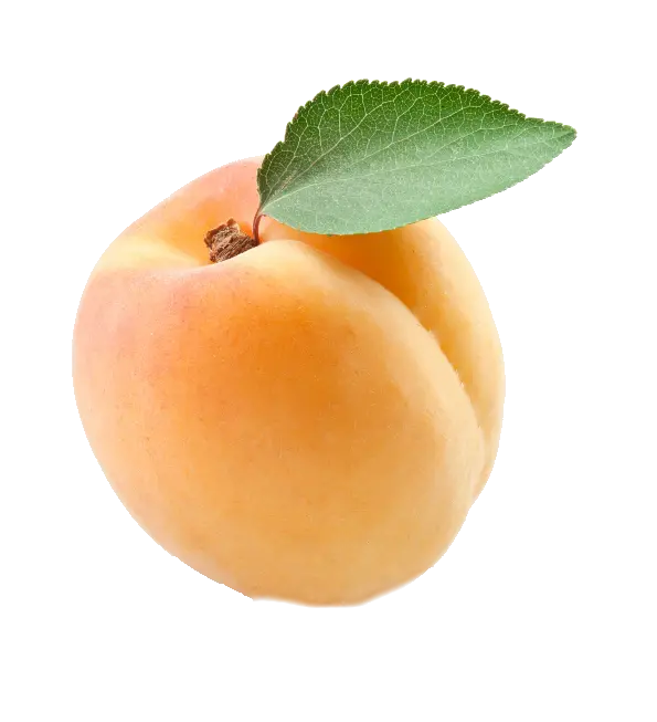 High quality Apricot PNG images for use in flyer design