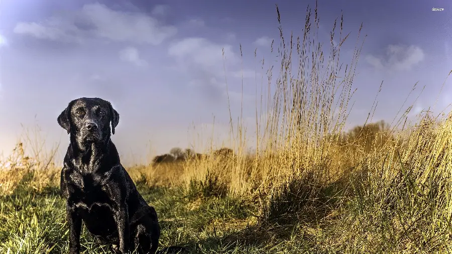 Black Labrador Retriever Dog Background Image 