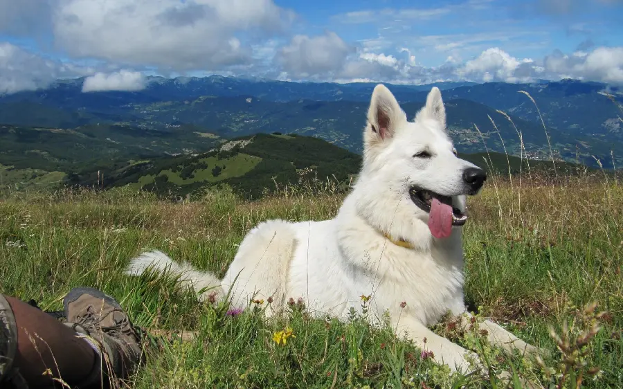 Beautiful White German Shepherd Photo for Desktop and Laptop