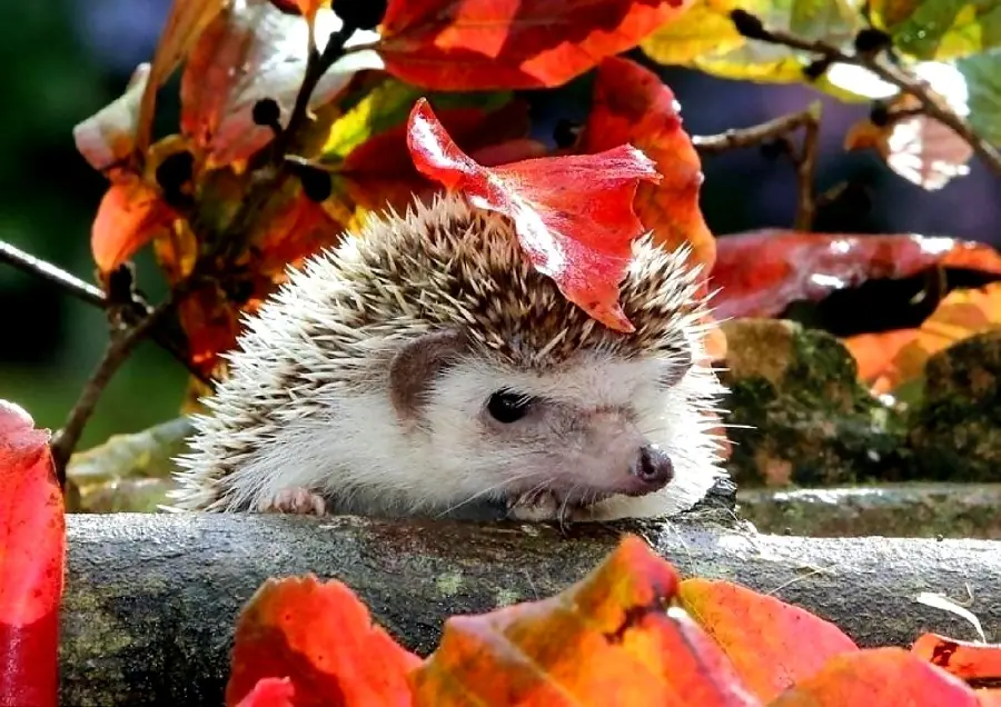 Stock image for laptop background of a baby hedgehog