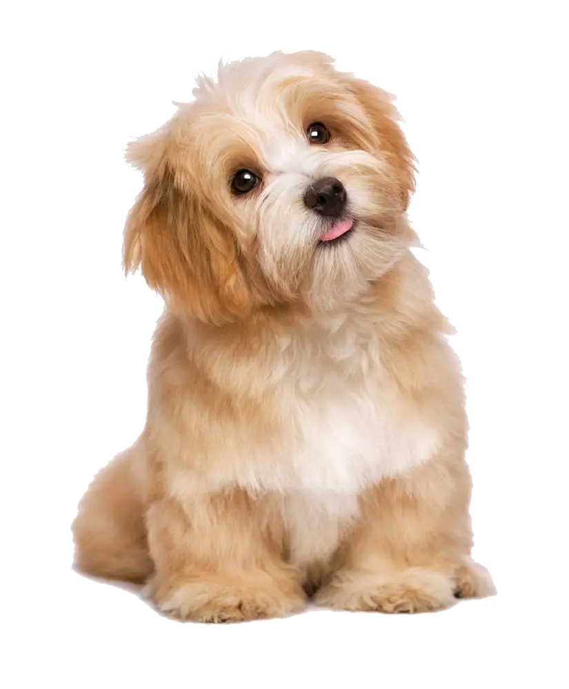 Cute Real Havanese Dog Background PNG