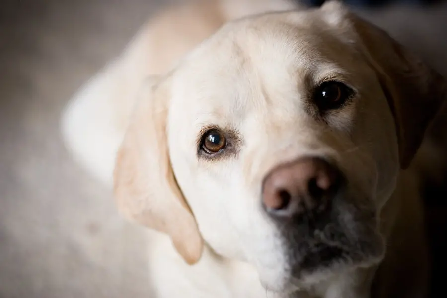 Amazing cream Labrador Retriever stock image