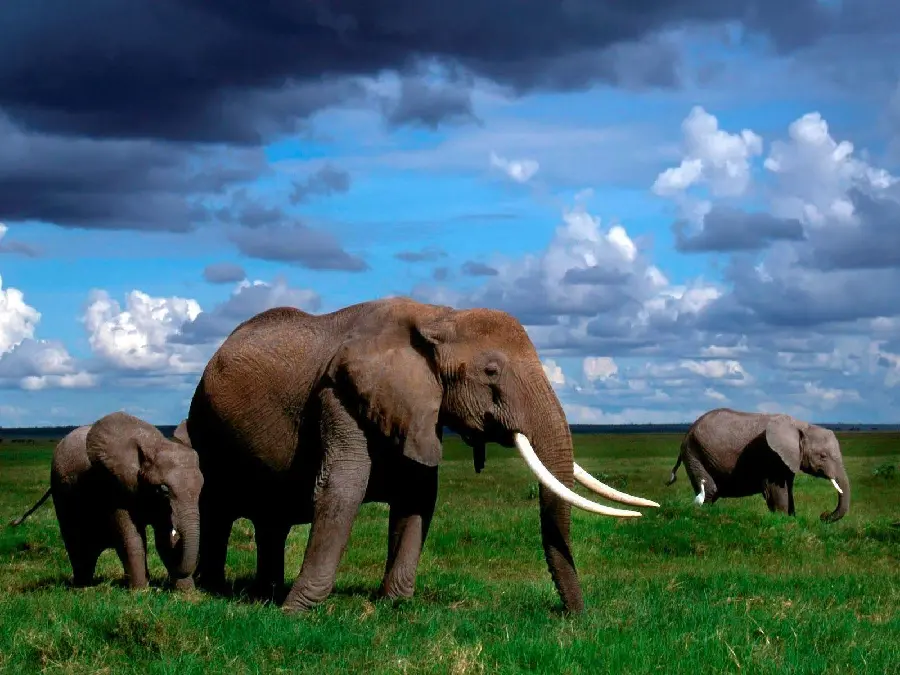 Download a stock photo of a little baby elephant with his family in the grasslands