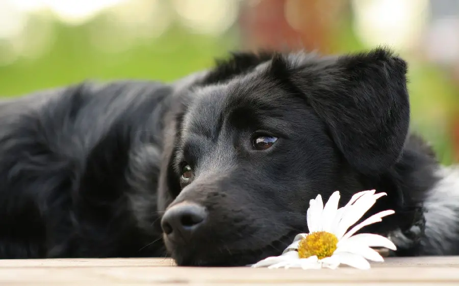 Black Labrador Retriever Background Photo For desktop background 
