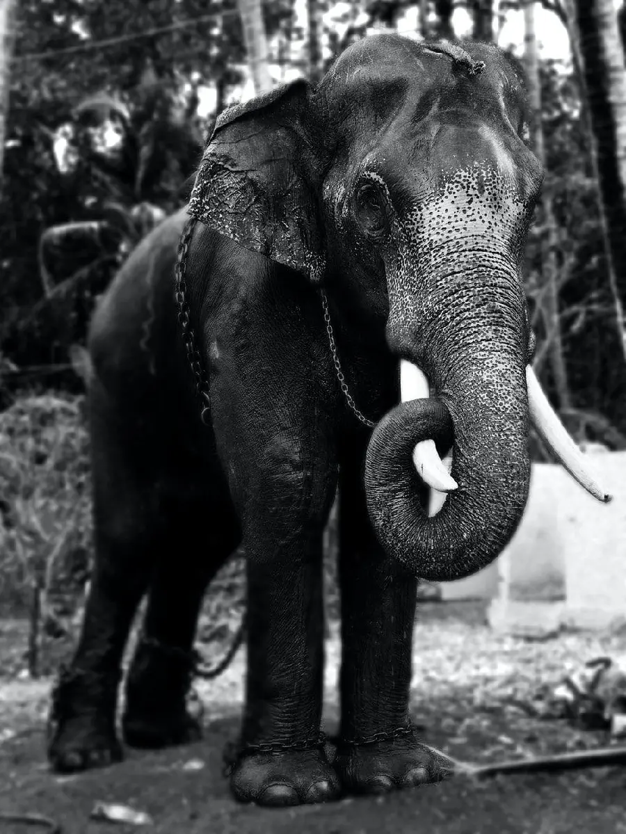 Black and White Elephant Graphic Image for Designers