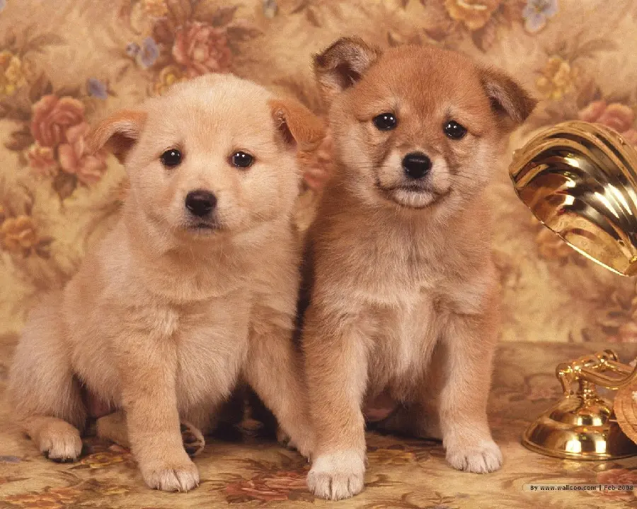 Free HD Wallpapers of Cute Dogs for Desktop 