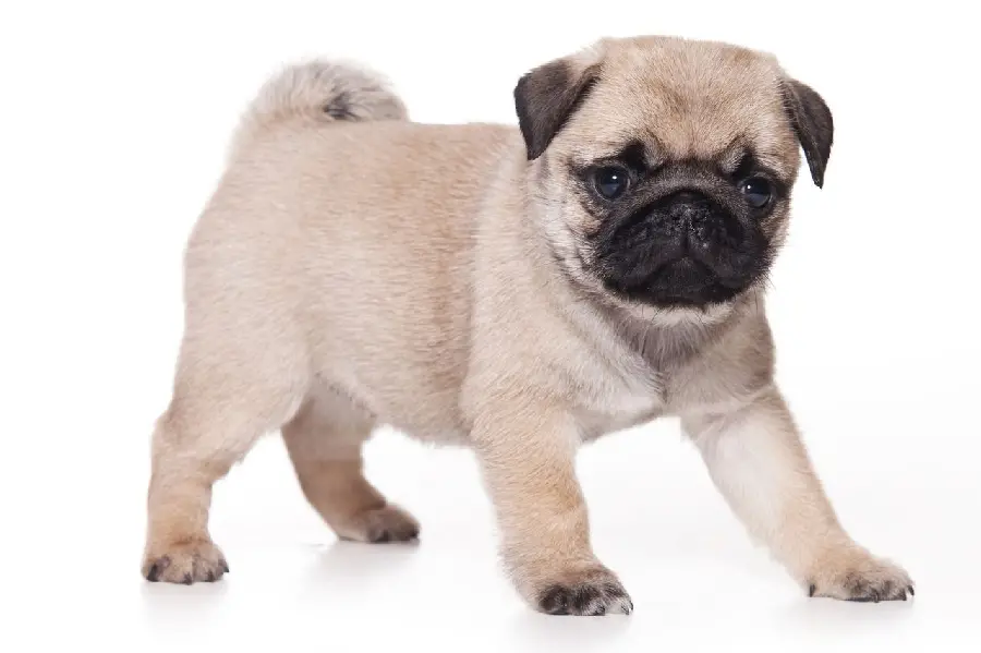 High quality pug dog image on a white and simple background