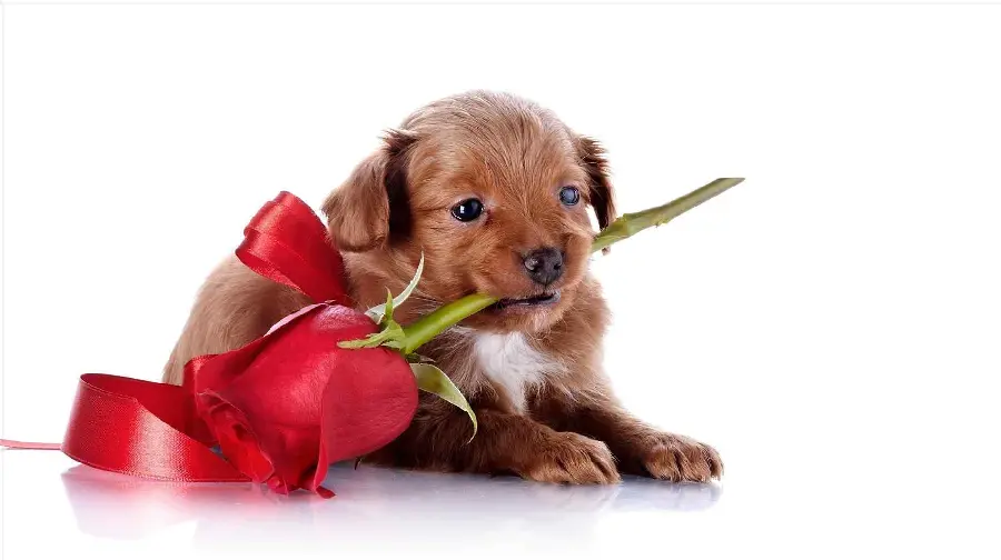 Cute Yorkshire Terrier puppy picture with a Valentine's rose