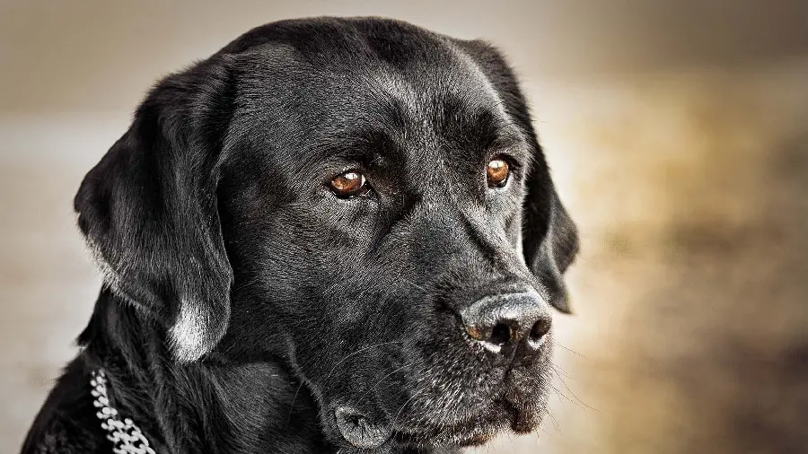 Very Beautiful Dog Picture Famous Black Labrador Retriever Breed
