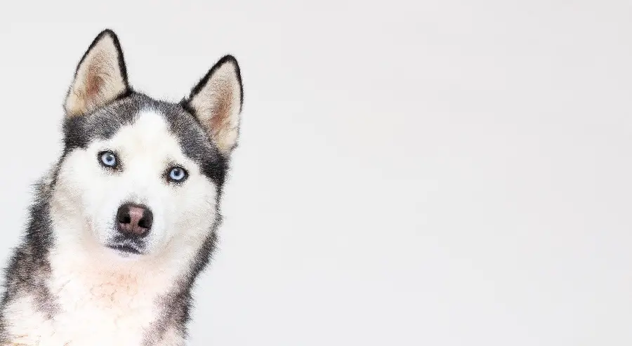 Quality Husky Photo for Instagram Profile and Rubika