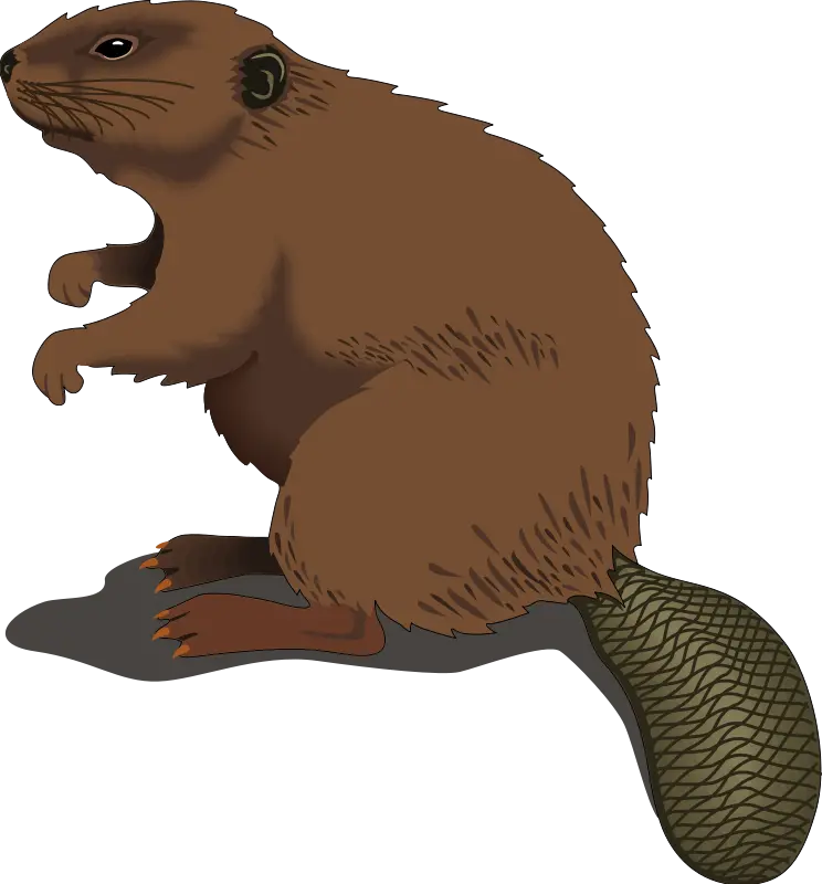 Download animated beaver image in PNG format and excellent quality