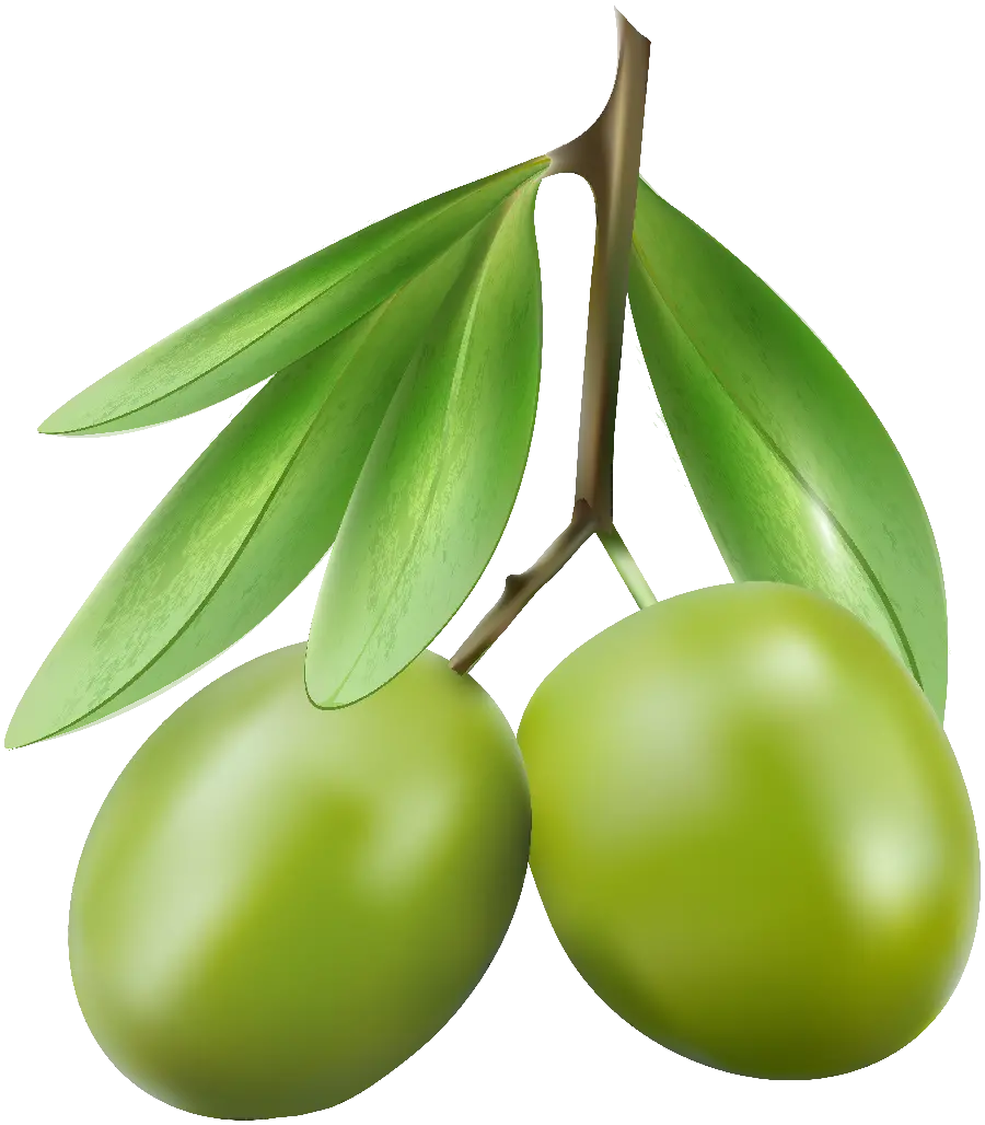 Olive PNG ImagesFor use in graphic projects