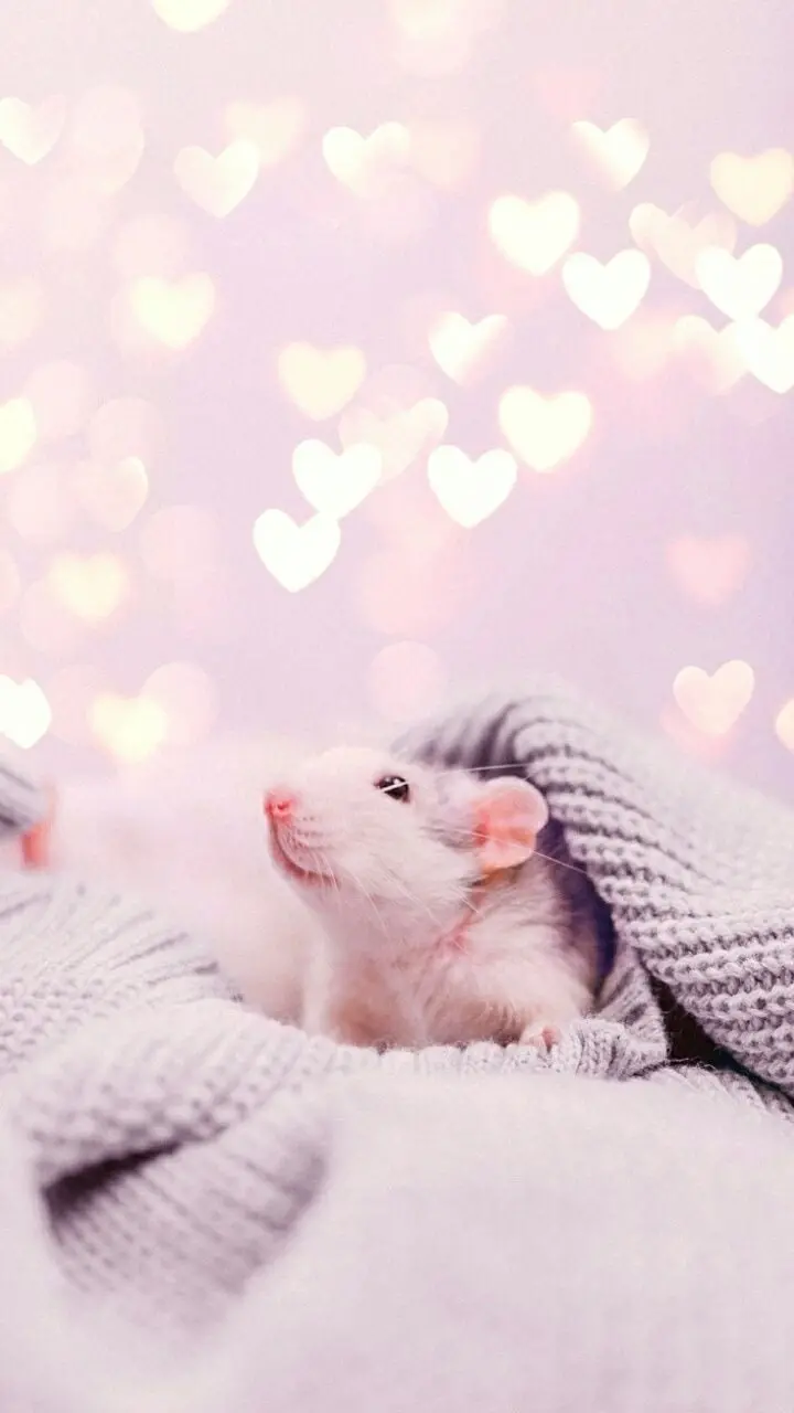 The most beautiful and cute photos of cute and desirable mouse babies for your profile