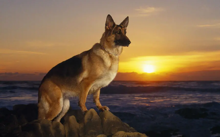 Unique Profile Picture of German Shepherd Dog in 4K Resolution