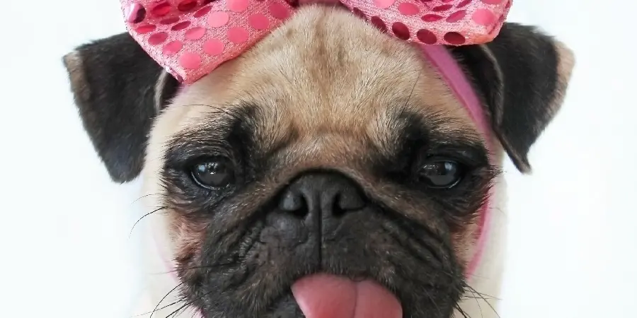 Unique girl's profile photo with Valentine's dog design